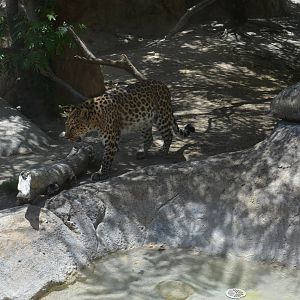 Amur Leopard