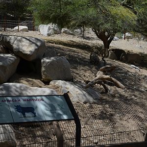 Warthog Habitat