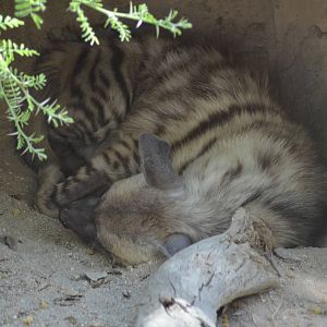 Striped Hyena
