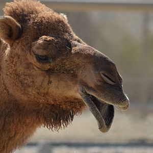 Dromedary Camel