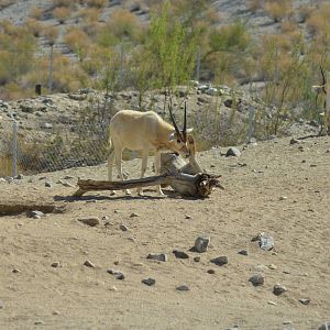 Addax
