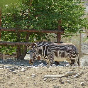 Grevy's Zebra