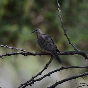 Wild Mourning Dove
