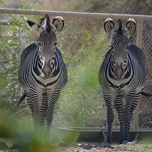 Grevy's Zebras
