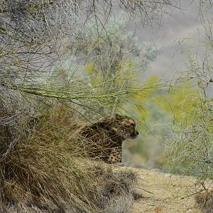 African Cheetah