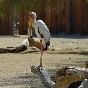 Yellow-billed Stork