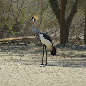 Crowned Crane