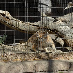 Sand Cat