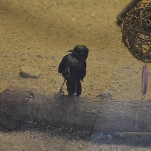 Ruppell's Long-tailed Starling - Zoo Hospital Resident