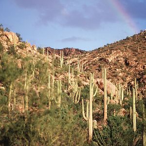 Saguaro National Monument