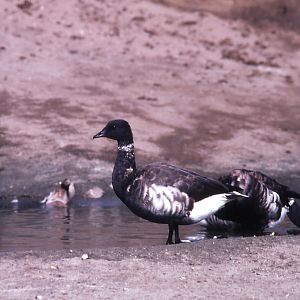Black Brent Geese