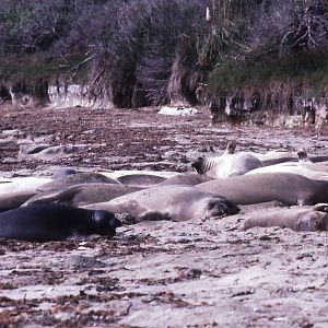 Northern Elephant Seals