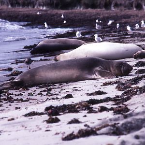 Northern Elephant Seals