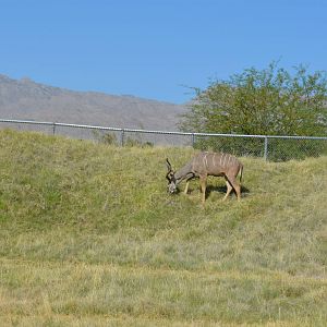 Greater Kudu