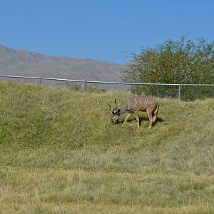 Greater Kudu