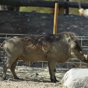 Warthog