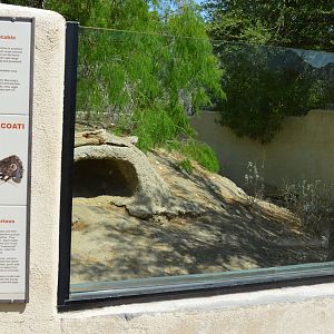 White-nosed Coati Exhibit
