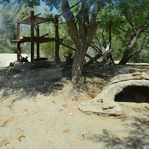 White-nosed Coati Exhibit