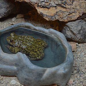 Western Toad