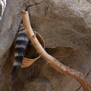 Ringtail
