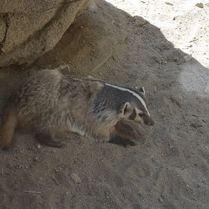 North American Badger