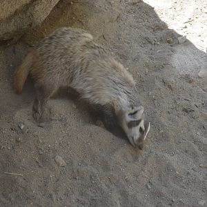 North American Badger