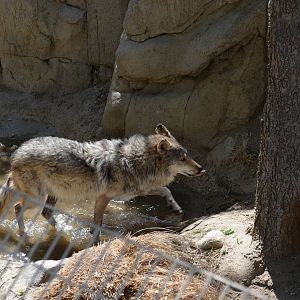 Mexican Wolf