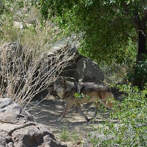 Mexican Wolf