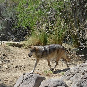 Mexican Wolf