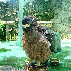 Crested Serpent Eagle at Saigon Zoo, 16/03/12