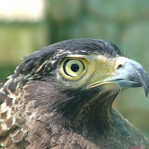 Crested Serpent Eagle at Saigon Zoo, 16/03/12