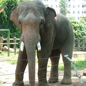 Asian Elephant at Saigon Zoo, 16/03/12
