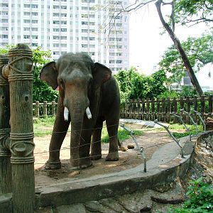 Elephant Paddock at Saigon Zoo, 16/03/12