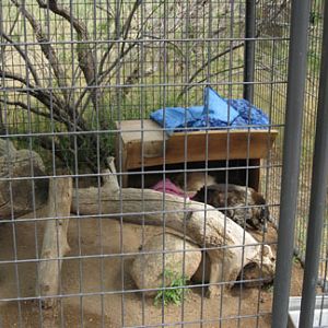 coati and white skunk