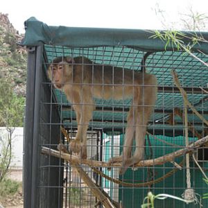 monkey (species not recorded)