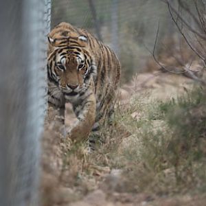 tiger prowling fenceline