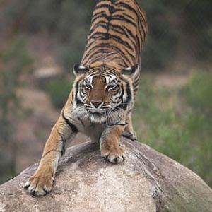tiger stretching on rock