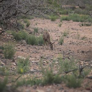 mule deer