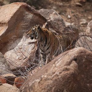 tiger in boulders