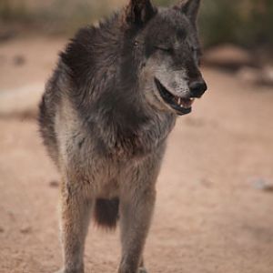 wolf (either pure or hybrid)