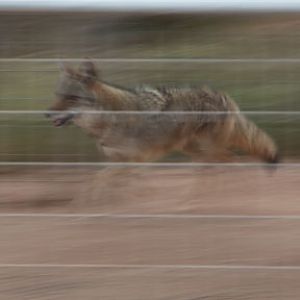 coyote running