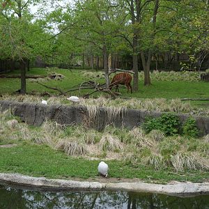 African Mixed Species Exhibit