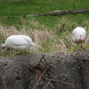 Helmeted Guineafowl