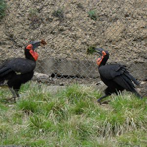 Southern Ground Hornbill