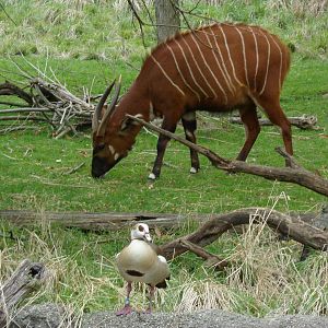 Bongo and Egyptian Goose