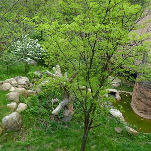 African Lion Exhibit Overview