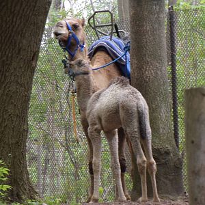 Henry The Baby Camel