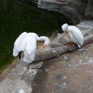 Pelican Winter Exhibit
