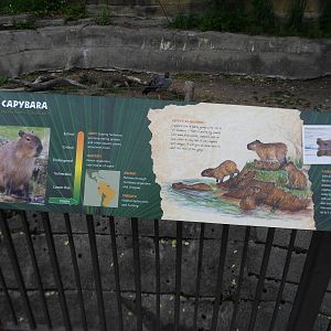 New Capybara Sign