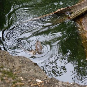 River Otter Exhibit From Above